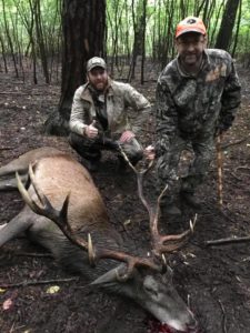 Red stag hunted by hunters from USA