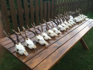 roebuck trophies on table