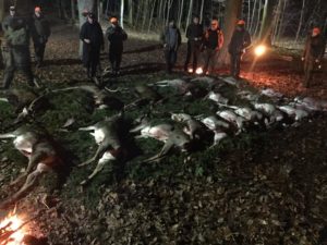 fallow deer and wild boar on ceremony after driven hunt