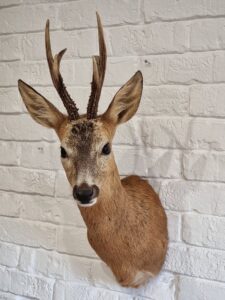 Roebuck shoulder mount - Image 4
