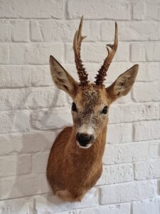 Roebuck shoulder mount - Image 6