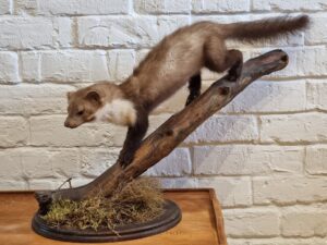 Marten taxidermy mount