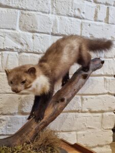 Marten taxidermy mount - Image 3