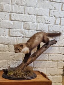 Marten taxidermy mount - Image 2